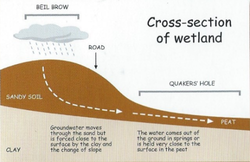 crosssection